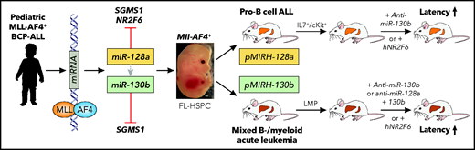 Functional in vivo characterization of MLL-AF4–regulated miRNAs. miR-128a and miR-130b were identified as MLL-AF4 targets in tumor cells from patients with pediatric B-cell precursor (BCP) ALL. Reconstitution of mice with fetal liver(FL)-derived Mll-AF4+ HSPCs induced a pro–B-cell ALL (miR-128a) or a mixed B-cell/myeloid acute leukemia (miR-130b) propagated by Il7r+/c-Kit+ or LMPP leukemic blasts, respectively. Specific miRNA inhibition or overexpression of hNR2F6 impaired leukemia propagation. Professional illustration by Patrick Lane, ScEYEnce Studios.