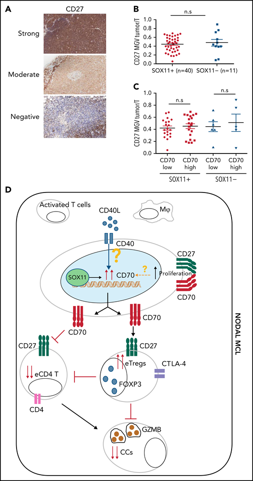 CD27 in MCLs. (A) Representative histological sections with strong, moderate, and negative CD27 IHC staining in SOX11+ nodal MCL primary sample. (B-C) Mean gray value (MGV) quantification of CD27 staining (see supplemental Methods) in SOX11+ (n = 40) and SOX11− (n = 11) nodal MCLs (B) and in cases with low and high CD70 expression (C). The significance difference was determined by independent samples Student t test: n.s., not significant. (D) Immune evasion mechanism model of SOX11/CD70/Treg cells axis in nodal MCLs. Our results show that SOX11 binds to a regulatory region of CD70. CD40L present in nodal MCL niches, probably in macrophages (Mф) and/or activated T cells, induces the expression of CD70 in SOX11-expressing MCL cells. The association of CD70 expression with blastoid/pleomorphic variants and high proliferation suggest that other factors may also influence CD70 expression in MCLs. CD70 favors tumor cell survival and proliferation, as well as the infiltration and/or induction of effector Treg (eTreg) cells, probably through the activation of the CD27/CD70 signaling pathway. SOX11-mediated CD70 expression in MCLs could promote apoptosis, anergy, or exhaustion of T cells, reducing the number of activated/effector T cells (eTC), in nodal MCL TMEs. At the same time, increased Treg cells could impair the infiltration of eTC and inhibit the cytotoxicity of effector immune cells (CCs). CD70/Treg cells immune evasion mechanism could favor tumor cell survival, drug resistance, and relapse, frequently seen in MCL.