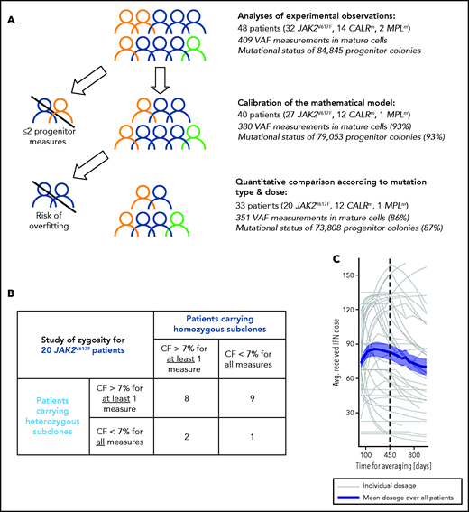 Inclusion criteria for various steps of analyses and IFNα dose. (A) Strategy of analysis and inclusion. Experimental observations were analyzed from progenitor and mature cells of the 48 patients of the cohort. We then excluded patients who had <2 data points (in progenitors and after the start of the therapy) for mathematical model calibration because there is no rationale to try to fit only 2 data points. To rigorously statistically analyze how IFNα doses differently impact molecular response according to the mutation type and zygosity in HSCs, we still had to exclude patients with no more than 5 progenitor type measurements from the start of the therapy for JAK2V617F patients. No CALRm patient was excluded because the model was less complex. The number in parentheses corresponds to the percentage of data used for the analyses. (B) To study the effect of IFNα on HSCs depending on the zygosity, it was necessary to exclude JAK2V617F patients whose clones exhibited too low CF over time. This analysis was not performed for CALRm MPN because only 2 of 12 patients had homozygous mutated cells. For our statistical analyses, a JAK2V617F patient was labeled as carrying homozygous (respectively heterozygous) subclones when CF >7% of homozygous (respectively heterozygous) progenitors were identified from ≥1 of the collected samples. Following this definition, some patients (8) could be considered carrying both heterozygous and homozygous subclones. Using this criterium, 17 patients carry heterozygous subclones and 10 patients carry homozygous subclones. (C) Averaged IFNα dose received over time by the 48 patients. Gray lines, individual dose; blue line, mean dose received by the 48 patients; shaded areas surrounding the curve, standard error of the mean.
