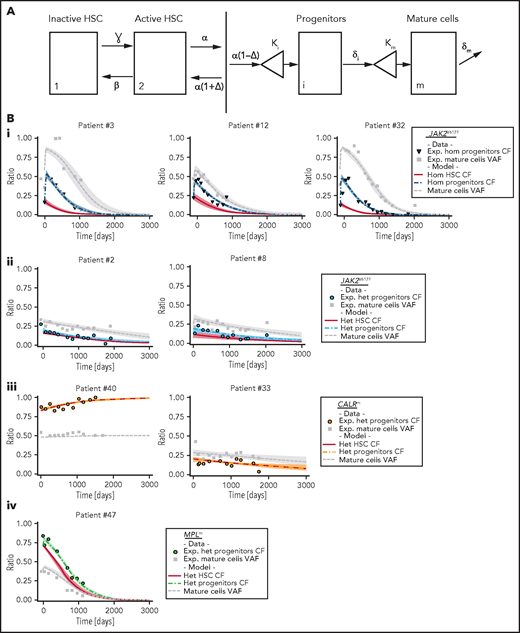Mathematical model and inferred dynamics of JAK2V617F, CALRm, and MPLm cells. (A) Design of the mathematical model. Mature and fully differentiated cells no longer divide and die at a rate δm. We modeled progenitor cells as originating from active HSCs that divide and encounter several divisions (modeled by the parameter κi). Progenitors exit their compartment at the differentiation rate δi and proliferate (modeled by the parameter κm) before entering the mature compartment. We also introduced 2 stem cell compartments depending on whether the HSC is considered active or inactive (quiescent), parameters ɣ and β model the exchanges between these 2 compartments. We assumed that the active HSCs might be recruited to differentiate at a rate α to contribute to hematopoiesis. Parameter Δ models the propensity of the stem cell pool to be depleted (if Δ < 0) or to expand (if Δ > 0). (B) Examples of dynamics of inferred mutated progenitor, HSC (CF), and mutated mature cells (VAF) are presented. Dynamics focusing on (i) homozygous JAK2V617F cells for 3 patients, (ii) heterozygous JAK2V617F cells from 2 patients, (iii) heterozygous CALRm cells from 2 patients, and (iv) heterozygous MPLm cells from a patient. Dots, square, and triangles, experimental data values; curves, median values determined from the mathematical model; red line, inferred dynamics of mutated HSCs (overlaid with the heterozygous progenitor CF for CALRm cases); shaded areas surrounding each curve, 95% confidence intervals. When comparing mature cells dynamics to heterozygous progenitor dynamics, we must keep in mind that the VAF in progenitor cells would be half the CF.