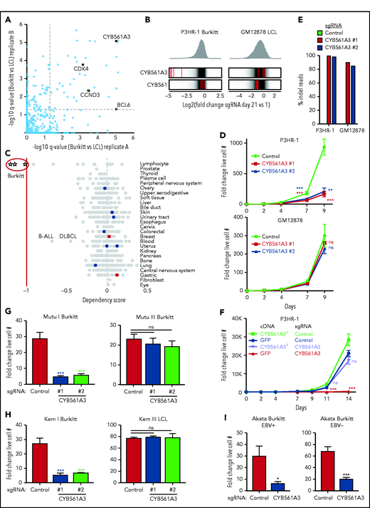 CYB561A3 is essential for the proliferation of Burkitt lymphoma cells. (A) Scatterplots showing the statistical significance of selected top hits that were selectively important for P3HR-1 Burkitt vs GM12878 LCLs. Statistical significance was quantitated by the STARS algorithm, using 2 biological replicates for each axis. (B) Distribution of Avana human genome-wide CRISPR screen sgRNA log2 fold-change values at day 21 vs input in Cas9+ P3HR-1 Burkitt lymphoma (left) or GM12878 LCL (right). Values for CYB561A3 and CYB561 targeting sgRNAs (red lines) are overlaid on gray gradients depicting all Avana sgRNA library values.30 Average day 21 vs input values from 4 screen biological replicates are shown. (C) DepMap CRISPR screen dependency scores34 for sgRNAs targeting CYB561A3 across cell lines from the indicated cancer cells of origin. Circles represent DepMap screen values for cell lines from the tissue of origin indicated at right. Negative values indicate selection against sgRNAs targeting CYB561A3 over a 21-day growth and survival screen. Values less than −1 (red vertical line) indicate the DepMap cutoff for CYB561A3 dependency. (D) Growth curve analysis of Cas9+ P3HR-1 (top) and GM12878 (bottom) with control or independent CYB561A3 sgRNAs, as indicated. (E) Indel-sequencing analysis of Cas9 activity at the CYB561A3 locus. Shown are the percentage of indels in P3HR-1 or GM12878 cells expressing the indicated control or CYB561A3 sgRNAs. (F) Growth curve analysis of Cas9+ P3HR-1 after expression of the indicated green fluorescent protein (GFP) control or CYB561A3R cDNAs and control or CYB561A3 sgRNA, as indicated. (G) Fold change live cell number of Mutu Burkitt cells with EBV latency I or III (Mutu I and III) from days 4 to 8 postexpression of CYB561A3 vs control sgRNAs. (H) Fold change live cell numbers of Kem I EBV latency I Burkitt and Kem III EBV latency III LCLs from days 4 to 8 postexpression of CYB561A3 vs control sgRNAs. (I) Fold-change live cell numbers from EBV+ Akata Burkitt cells with EBV latency I vs EBV– Akata from days 4 to 8 postexpression of CYB561A3 vs control sgRNAs. Mean ± standard deviation fold-change values from n = 3 biological replicates (E-I). *P < .05; **P < .01; ***P < .001. ns, nonsignificant (unpaired Student t test).