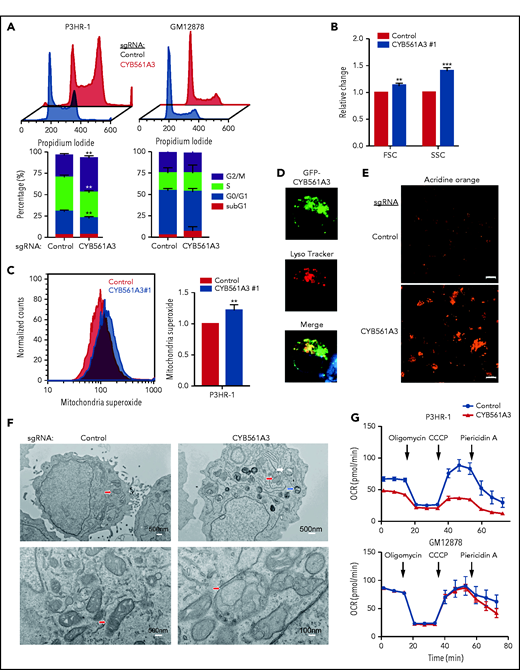 CYB561A3 KO causes Burkitt cell cycle arrest and lysosomal and mitochondrial damage. (A) Cell cycle analysis of P3HR-1 and GM12878 nine days after control or CYB561A3 sgRNA expression. Lower panel, mean ± standard deviation (SD) values from n = 3 replicates are shown. (B) Fluorescence-activated cell sorter forward scatter (FSC; cell size) and side scatter (SSC; internal complexity) mean ± SD values from n = 3 replicates obtained 12 days after P3HR-1 control or CYB561A3 sgRNA expression. (C) Fluorescence-activated cell sorter analysis of mitochondrial reactive oxygen species signals detected by mitoSOX in P3HR-1 cells 12 days after control or CYB561A3 sgRNA expression, with mean ± SD values from n = 3 replicates. (D) Immunofluorescence analysis of P3HR-1 transfected with a green fluorescent protein (GFP)-tagged CYB561A3 expression vector and stained with LysoTracker to visualize lysosomes. Shown below is the merge, together with Hoechst-stained nucleus. Image is representative of n = 3 replicates. (E) Acridine Orange (1 μg/mL) staining of lysosomes in P3HR-1 cells 12 days after control or CYB561A3 sgRNA expression. Scale bar indicates 10 μm. Representative images from n = 3 replicates are shown. (F) EM images of P3HR-1 twelve days after control or CYB561A3 sgRNA expression. Arrows indicate representative mitochondria (red), lysosomes (white), and autophagosomes (blue). White scale bar sizes are noted at bottom right. (G) Seahorse analysis of P3HR-1 and GM12878 cell oxygen consumption rate (OCR) 12 days after control (black) or CYB561A3 (red) sgRNA expression. Time points of oligomycin (3.5 µM), CCCP (2 µM), and piericidin A (100 nM) addition are indicated. Mean ± SD from n = 3 replicates are shown. **P < .01; ***P < .001. ns, nonsignificant (unpaired Student t test).