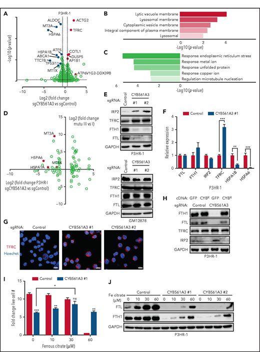 The absence of CYB561A3 will cause a P3HR-1 iron starvation response. (A) Volcano plot of differentially expressed genes in P3HR-1 twelve days after control or CYB561A3 sgRNA expression (n = 3 replicates). Selected genes upregulated (red) or downregulated (blue) by CYB561A3 depletion are highlighted. (B) Gene Ontology enrichment analysis of significantly upregulated cellular components in RNA-sequencing analysis of P3HR-1 cells with CYB561A3 vs control sgRNA expression. (C) Gene Ontology enrichment analysis of significantly downregulated biological processes in RNA-sequencing analysis of P3HR-1 cells with CYB561A3 vs control sgRNA expression. (D) Volcano plot analysis of log2 fold-change messenger RNA abundances in Mutu III vs Mutu I (y-axis) and in P3HR-1 with CYB561A3 vs control sgRNA expression (x-axis). (E) Immunoblot analysis of whole-cell lysates (WCL) from P3HR-1 (top) and GM12878 (bottom) at 10 days’ post-control or CYB561A3 sgRNA expression for the indicated proteins. (F) Mean ± SD values of quantitative polymerase chain reaction analysis of the indicated messenger RNA expression in P3HR-1 cells 10 days after control or CYB561A3 sgRNA expression from n = 3 replicates. (G) Immunofluorescence analysis of TFRC expression in P3HR-1 ten days after control or CYB561A3 sgRNA expression. Scale bar, 10 μm. Representative images from n = 2 replicates are shown. (H) Immunoblot analysis of WCL from P3HR-1 with control green fluorescent protein (GFP) or CYB561A3R (CYBR) cDNA 7 days’ post-sgRNA expression. (I) Mean ± SD values from P3HR-1 cells with control (black) or CYB561A3 (gray) sgRNA and cultured in the indicated concentration of ferrous citrate. Ferric citrate or phosphate-buffered saline was added 4 days’ post-sgRNA expression, and fold change was measured over the next 3 days. (J) Immunoblot analysis of WCL from P3HR-1 that expressed control or CYB561A3 sgRNA for 7 days and cultured in phosphate-buffered saline or ferrous citrate for days 4 to 7. Panels E, H, and J show representative blots from n = 3 replicates. *P < .05; **P < .01; ***P < .001. GAPDH, glyceraldehyde-3-phosphate dehydrogenase; ns, nonsignificant (unpaired Student t test).