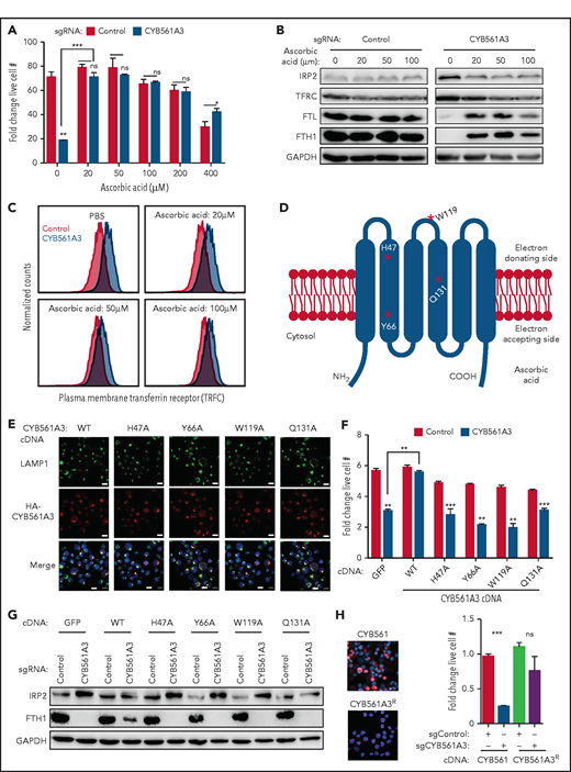CYB561A3 ferrireductase activity is critical for Burkitt B-cell iron acquisition. (A) Mean ± standard deviation (SD) fold-change live cell values from n = 3 replicates of P3HR-1 with control (black) or CYB561A3 sgRNA (gray) expression and cultured in the indicated concentration of ascorbic acid. Phosphate-buffered saline or ascorbic acid was added at days 4 to 9 post-sgRNA expression. Fold change was measured from days 4 to 9. (B) Immunoblot analysis of whole-cell lysates from P3HR-1 expressing control or CYB561A3 sgRNAs and cultured in the indicated ascorbic acid concentrations, as in panel A. (C) Fluorescence-activated cell sorter analysis of plasma membrane TFRC expression in P3HR-1 expressing control (pink) or CYB561A3 (blue) sgRNAs. Phosphate-buffered saline or ascorbic acid was added from days 4 to 9 post-sgRNA expression, at which time fluorescence-activated cell sorter was done. Representative histograms from n = 3 replicates are shown. (D) Schematic model of CYB561A3. Red stars represent selected amino acids indicated in CYB561A3 electron transport. (E) Confocal microscopy analysis of P3HR-1 lysosomal marker LAMP1, antihemagglutinin (HA) tagged CYB561A3 WT, or indicated alanine point mutant stained for HA, and Hoechst-stained nuclei merge image. Scale bars, 10 μm. Representative images from n = 3 replicates are shown. (F) Mean ± SD values from n = 3 replicates of P3HR-1 with control (black) or CYB561A3 (gray) sgRNA and the, cDNA encoding control green fluorescent protein (GFP) or CYB561A3 WT or alanine point mutants. Fold change was measured from days 4 to 8 post-sgRNA expression. (G) Immunoblot analysis of whole-cell lysates from P3HR-1 expressing the indicated sgRNA and cDNA, as in panel F, at day 8 post-sgRNA expression. (H) CYB561 overexpression does not compensate for loss of CYB561A3. Stable expression of HA-epitope–tagged CYB561 vs CYB561A3R cDNAs was validated by confocal analysis of P3HR-1 stained with anti-HA antibody (left). Control or CYB561A3 sgRNAs were then expressed, as indicated. Mean ± SD fold-change live cell values from n = 3 replicates of cells with the indicated sgRNA and cDNA expression. Panels B and G show representative blots from n = 3 replicates. *P < .05; **P < .01; ***P < .001. ns, nonsignificant (unpaired Student t test).