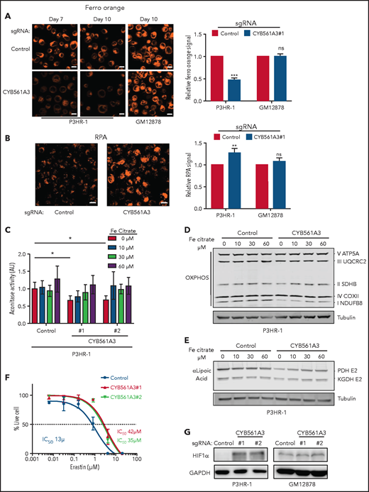 CYB561A3 KO depletes Burkitt cell ferrous iron. (A) Confocal microscopy analysis of FerroOrange-stained P3HR-1 or GM12878 expressing control or CYB561A3 sgRNAs for the indicated days. Shown at right are mean ± standard deviation (SD) values from n = 3 replicates of fluorescence-activated cell sorter mean FerroOrange signals. Scale bar, 10 μm. (B) Confocal analysis of RPA-stained P3HR-1 expressing control or CYB561A3 sgRNAs for 10 days. Shown at right are mean ± SD values from n = 3 replicates of fluorescence-activated cell sorter mean RPA values. (C) Aconitase activity assay from P3HR-1 cells with control or CYB561A3 sgRNAs and grown with the indicated amount of ferric citrate supplementation. Bar plots show mean ± SD aconitase activity. (D) Immunoblot analysis of OXPHOS subunits or tubulin load control from whole-cell lysates (WCL) of P3HR-1 with control or CYB561A3 sgRNAs and grown with the indicated amount of ferric citrate supplementation. (E) Immunoblot analysis of lipoic acid, which is conjugated to PDH-E2 and KGDH-E2 subunits or tubulin load control from WCL of P3HR-1 with control or CYB561A3 sgRNAs and grown with the indicated amount of ferric citrate supplementation. (F) Fifty percent inhibitory concentration (IC50) analysis of P3HR-1 after control (black) or CYB561A3 sgRNAs #1 (red) or #2 (green) expression and treated with the indicated erastin concentrations from days 9 to 12. Shown are mean ± SD values and calculated IC50 values from n = 3 replicates. (G) Immunoblot analysis of WCL from P3HR-1 and GM12878 at 12 days’ post-control or CYB561A3 sgRNA expression. Panels D, E, and G show representative blots from n = 3 replicates. *P < .05 by 1-way analysis of variance with Bonferroni posttest. **P < .01, ***P < .001 (unpaired Student t test). GAPDH, glyceraldehyde-3-phosphate dehydrogenase; HIF1α, hypoxia inducible factor 1 subunit α; ns, nonsignificant.