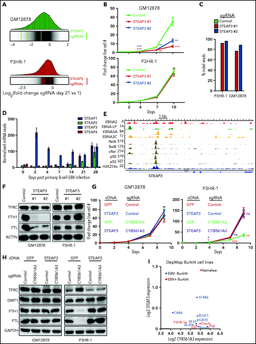 LCL is more dependent on iron reductase STEAP3 than Burkitt B cells. (A) Distribution of Avana human genome-wide CRISPR screen sgRNA log2 fold-change values at day 21 vs input in GM12878 (top) and P3HR-1 (bottom). Values for STEAP3 targeting sgRNAs are overlaid on gray gradients depicting all Avana sgRNA library values.30 Average day 21 vs input values from 4 screen biological replicates are shown. (B) Growth curve analysis of GM12878 (left) and P3HR-1 (right) at the indicated time points after expression of control or independent STEAP3 sgRNAs and puromycin selection. Mean ± standard deviation values from n = 3 replicates are shown. (C) Indel-sequencing analysis of Cas9 activity at the STEAP3 locus. Shown are the percentage of indels in P3HR-1 or GM12878 cells expressing the indicated control or STEAP3 sgRNAs. (D) RNA-sequencing analysis of STEAP family messenger RNAs at the indicated days postprimary human B-cell EBV infection.35 (E) Chromatin immunoprecipitation–sequencing tracks of the indicated Epstein-Barr nuclear antigens, NF-κB subunits, and H3K27 acetyl (H3K27ac) marks at the STEAP3 locus in LCLs. (F) Immunoblot analysis of WCLs from GM12878 (left) and P3HR-1 (right) 9 days after control or STEAP3 sgRNA expression. (G) Growth curve analysis of STEAP3 cDNA rescue effects on P3HR-1 (left) or GM12878 (right) with control or CYB561A3 sgRNAs. Shown are mean ± standard deviation values from n = 3 replicates. (H) Immunoblot analysis of WCL from GM12878 (left) and P3HR-1 (right) expressing the indicated control or CYB561A3 sgRNAs and cDNAs expressing green fluorescent protein (GFP) vs STEAP3. (I) Log2 normalized RNA-sequencing STEAP3 (y-axis) vs CYB561A3 (x-axis) values from EBV+ (red) and EBV– (blue) Burkitt lymphoma cell lines profiled by DepMap. Representative blots from n = 3 replicates are shown in panels F and H. *P < .05; **P < .01; ***P < .001. GAPDH, glyceraldehyde-3-phosphate dehydrogenase; ns, nonsignificant (unpaired Student t test).