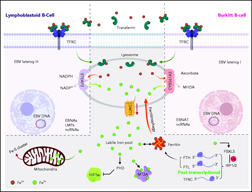 Model of CY561A3 and STEAP3 iron metabolism roles in Burkitt cells vs LCLs. Transferrin-bound Fe3+ iron is endocytosed by the transferrin receptor TFRC and delivered to lysosomes in both LCLs and Burkitt cells. Iron can also be delivered to B-cell lysosomes by ferritinophagy or by mitophagy. The acidic lysosomal microenvironment facilitates release of Fe3+, which is reduced for LCL cytosolic transport by STEAP3 to Fe2+, using NADPH as an electron donor. By contrast, Burkitt B cells with the EBV latency I program use the ferrireductase CYB561A3 to reduce Fe3+ to Fe2+, with ascorbate as the electron donor. The cytosolic labile iron pool then supplies a myriad of cellular functions, including iron-sulfur synthesis and respiration. Ferrous iron is also essential for suppression of hypoxia inducible factor 1 subunit α (HIF1α). The metallothionein MT2A binds ferrous iron, and its Burkitt cell expression is dependent on CYB561A3, presumably through an iron-dependent mechanism. In the absence of CYB561A3, Burkitt cells are rapidly depleted of labile iron; they induce an iron starvation response but nonetheless sustain catastrophic lysosomal and mitochondrial damage. LMPs, latent membrane proteins; NADP+, nicotinamide-adenine dinucleotide phosphate, oxidized form; ncRNAs, noncoding RNAs.