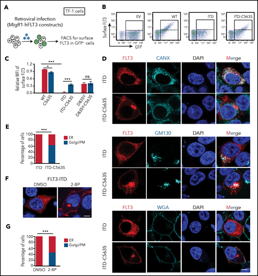 Disruption of palmitoylation alters FLT3-ITD intracellular localization. (A) Examination of FLT3 surface level elicited by C563S mutation. (B) Representative flow plots of surface FLT3 expression in TF-1 cells stably reconstituted with different MigR1-FLT3 variants. (C) Quantification of relative mean fluorescence intensity (MFI) of surface FLT3 by flow cytometry from 3 independent experiments. Data are presented as means ± standard error of the mean; P-values were determined by 2-tailed Student t tests. (D) Representative immunofluorescent confocal images of FLT3 (red) with the ER marker CANX (cyan, top panel), Golgi marker GM130 (cyan, middle panel), or AlexaFluor647-conjugated PM marker wheat germ agglutinin (WGA; bottom panel) in 293T cells expressing MigR1-FLT3-ITD or FLT3-ITD-C563S. The nuclei were stained with 4′,6-diamidino-2-phenylindole (DAPI; blue). Bar represents 10 μm. (E) Quantification of percentages of cells expressing FLT3-ITD (n = 90) or FLT3-ITD-C563S mutant (n = 84) with FLT3 distribution predominantly in the ER or Golgi/PM, as shown in panel D. (F) Representative confocal images of 293T cells expressing MigR1-FLT3-ITD treated or not with 2-BP. Immunofluorescence staining was performed as that in panel D. Bar represents 10 μm. (G) Quantification of percentages of cells with FLT3-ITD distributed predominantly in the ER or Golgi/PM in the absence (n = 106) or presence (n = 120) of 2-BP, as shown in panel F. (E,G) P-values were determined by Fisher’s exact test; (C) 2-tailed Student t tests. In all relevant panels, *P < .05; ***P < .001; ns, not significant.