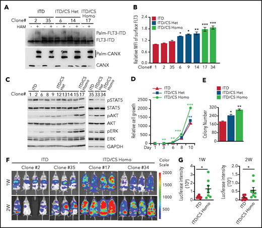 Disruption of palmitoylation promotes leukemia cell growth and leukemia progression in vivo. (A) Examination of palmitoylation status of endogenous FLT3-ITD by using the APE analysis in different MV4;11 cell clones that were either not edited (ITD) or were edited for C563S heterozygous (ITD/CS Het) or homozygous (ITD/CS Homo) mutations via CRISPR/Cas9. (B) Quantification of surface FLT3 levels in ITD, ITD/CS Het, and ITD/CS Homo MV4;11 clones determined by flow cytometry. (C) Examination of downstream signaling in individual MV4;11 clones using WB analysis. (D) Relative cell growth of ITD, ITD/CS Het, and ITD/CS Homo MV4;11 clones at different days, as determined by enumeration of the cells. (E) Different MV4;11 clones were plated in methylcellulose media and the number of colony-forming leukemia cells quantified after 7 to 10 days. (F) Bioluminescence imaging of NSG mouse recipients of xenografts of unedited FLT3-ITD or of ITD/CS Homo–edited MV4;11 clones expressing firefly luciferase-T2A-mCherry at 1 and 2 weeks. (G) Quantification of bioluminescence signals of mouse recipients of xenografts as shown in panel F. Each symbol represents an individual mouse (ITD, n = 7; ITD/CS Homo, n = 8). Means ± standard error of the mean are presented as vertical lines. (B,D-E) Data analyses were performed in triplicate; results are presented as means ± standard deviation. In all relevant panels, *P < .05; **P < .01; ***P < .001; ns, not significant, as determined by 2-tailed Student t test.