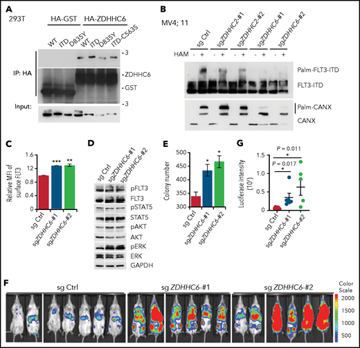 ZDHHC6 is the predominant PAT for FLT3. (A) ZDHHC6 interacts with all FLT3 variants. 293T cells transfected with HA-GST (control) or HA-ZDHHC6, along with the indicated FLT3 constructs, were immunoprecipitated by HA-EZ agarose beads, followed by western blot (WB) analysis. (B) Examination of endogenous FLT3-ITD palmitoylation in MV4;11 cells depleted of ZDHHC2 or ZDHHC6 with 2 independent guide RNAs (gRNAs), by the APE assay. (C) Quantification of surface FLT3-ITD levels in MV4;11 cells depleted of ZDHHC6 by 2 different gRNAs in comparison with control (Ctrl) gRNA (n = 3). (D) WB analysis of signal transduction in MV4;11 cells depleted of ZDHHC6, in comparison with Ctrl gRNA. (E) Colony-forming capacity of MV4;11 cells depleted of ZDHHC6 in triplicate. (F) Bioluminescence imaging of NSG mouse recipients of MV4;11 cell transplants depleted of ZDHHC6 with 2 different gRNAs along with the control gRNA. (G) Quantification of bioluminescence signals from panel F. Single guide (sg) Ctrl (n = 7), sgZDHHC6-#1 (n = 6), or sgZDHHC6-#2 (n = 6). Each symbol represents an individual mouse. Means ± standard error of the mean are presented as vertical lines. (C,E) Data are presented as means ± standard deviation. In all relevant panels, *P < .05; **P < .01; ***P < .001; ns, not significant, as determined by 2-tailed Student t tests.