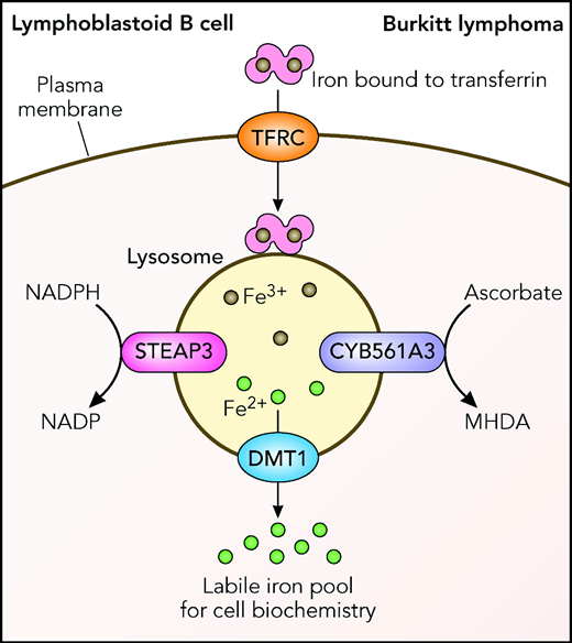 Transport of Fe3+ iron into cells on transferrin via the TFRC transferrin receptor and reduction of Fe3+ in the lysosome to Fe2+, either by STEAP3 or by CYB561A3. The divalent metal transporter DMT1 transfers Fe2+ into the cytoplasm to participate in further cell metabolism. The figure has been adapted from Figure 7 in the article by Wang et al, which begins on page 2216. Professional illustration by Patrick Lane, ScEYEnce Studios.