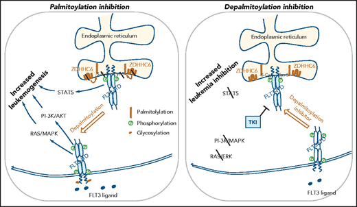 Palmitoylation-mediated alterations in FLT3-ITD localization and signaling. FLT3-ITD localization to the endoplasmic reticulum is enhanced by ZDHHC6-mediated S-palmitoylation. ER-localized FLT3-ITD aberrantly activates cytoplasmic STAT5 that promotes leukemia progression. Inhibition of palmitoylation by mutating the palmitoylated cysteine residue or targeting ZDHHC6 releases FLT3-ITD from the ER to the plasma membrane, where it activates the PI3K/AKT and RAS/MAPK pathways. Combined activation of STAT5, RAS/MAPK, and PI3K/AKT increases AML cell growth. In contrast, treatment with a depalmitoylation inhibitor decreased the cell-surface levels of FLT3-ITD and reduced PI3K/AKT and RAS/MAPK activation and led to enhanced inhibition of AML cell growth in combination with FLT3 TKI treatment.