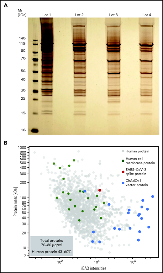 ChAdOx1 nCoV-19 vaccine contains multiple proteins originating from the AV production process. (A) Four distinct lots of ChAdOx1 nCoV-19 vaccine were separated by 1D SDS-PAGE and proteins were visualized by silver staining. (B) Proteomics of ChAdOx1 nCoV-19 vaccine: iBAQ protein intensities and theoretical molecular masses of identified proteins. Protein intensities of vaccine lot 3 were calculated using the iBAQ algorithm (≥3 unique peptides per protein) and plotted against theoretical molecular mass. Human proteins are indicated in gray and ChAdOx1 proteins in blue. Furthermore, green dots mark human membrane proteins (UniProt annotation) and the single red dot shows the SARS-CoV-2 spike protein. Total amount of protein determined in 5 different lots ranged between 70-80 µg/mL, with human proteins constituting ∼43% to 60% of total proteins.