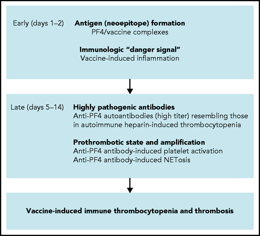 Scheme of proposed procoagulant mechanisms in VITT. Early reactions: Initial VITT reactions are triggered by complexes formed by PF4 and vaccine constituents and are accompanied by an inflammation-induced “danger signal.” Both events occur early following vaccination (days 1-2). Late reactions: In some vaccine recipients, PF4/vaccine-induced activation of B cells produces high-titer anti-PF4 autoantibodies that bind to platelets and induce platelet activation. Anti-PF4 antibodies together with platelets activate granulocytes (neutrophils) to release procoagulant NETs (NETosis), culminating in VITT-associated thrombosis.