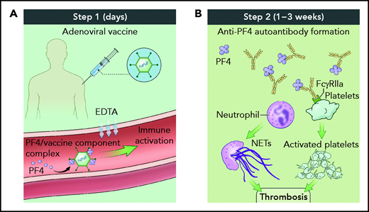 Two-step process for VITT pathogenesis. (A) Shortly after vaccine administration, components of the adenovirus vaccine and PF4 generate immune complexes, whereas EDTA sequesters calcium, leading to vascular leak and an inflammatory response serving as a danger signal to provoke antibody generation. (B) One to 3 weeks after vaccine administration, polyanion/PF4/anti-PF4 antibody immune complexes trigger neutrophil extracellular trap formation and platelet aggregation in an FcγRIIA-dependent manner, resulting in thrombosis. Illustration by Alan Hoofring, National Institutes of Health.