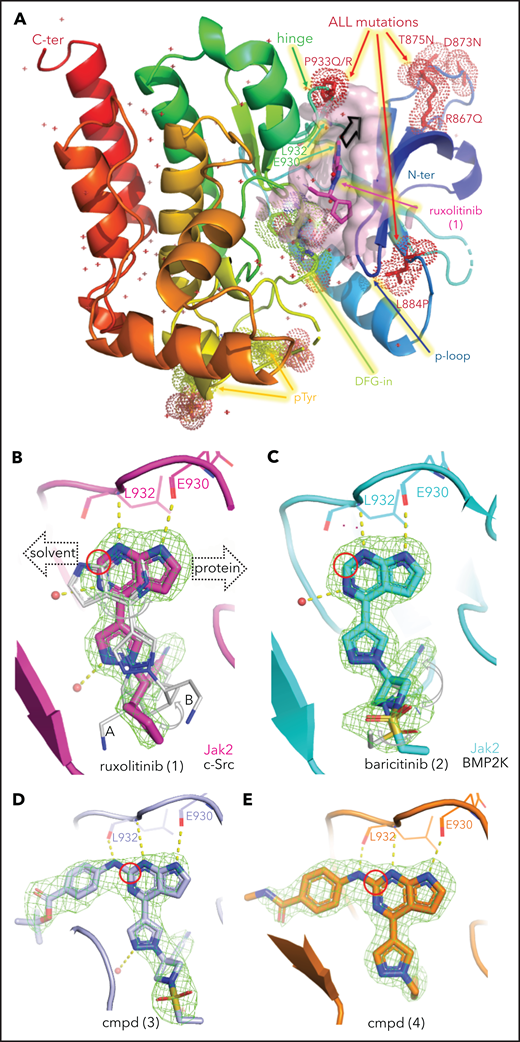 Structural analysis of JAK inhibitors and PROTACs bound to JAK2. (A) The JAK2 JH1 (kinase) domain assumes a “DFG-in” conformation upon binding ruxolitinib (pink sticks). Protein color is graded from blue at the N terminus (N-ter) to red at the C terminus (C-ter), with ALL mutations shown as red dots, the mobile P-loop in dark blue, and the ruxolitinib binding site shown as a pink surface close to the activation loop containing the DFG motif (green dots); 2 phosphorylated tyrosines (p-Tyr) are shown as yellow dots. The black arrow near ruxolitinib indicates the direction of linker extension for the design of PROTACs as shown in (B). (B) The orientation of ruxolitinib bound to human JAK2 (pink) is flipped with respect to its position in complex with SRC (4U5J, from chicken)63 shown in gray as conformation A and B for both molecules in the asymmetric unit, guiding the linker attachment point (red circle) for the PROTAC design toward solvent. Polder OMIT electron density maps are shown as green mesh at 3σ and hydrogen bonds are shown as yellow dotted lines for all structures in panels B-E. (C) Baricitinib bound to JAK2 shows a different placement of ligand moieties, such as the nitrile group, compared with BMP2-inducible kinase (4W9X).64 PROTAC precursor compounds (cmpd) 3 (D) and 4 (E) possess an additional H-bond interaction between the linker and the backbone of the hinge region and extend into solvent.