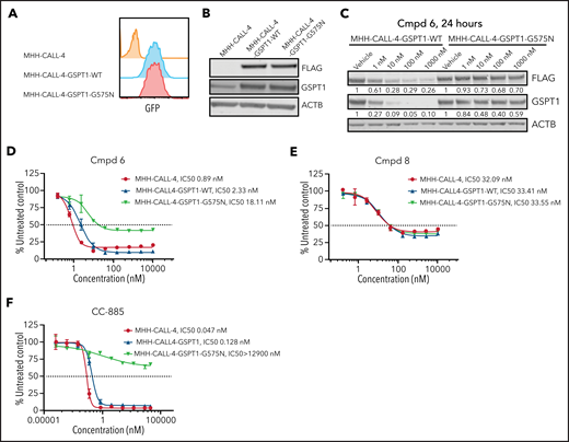 GSPT1 partially contributes to cytotoxicity of PROTACs in MHH–CALL-4 cells. (A) Flow cytometry confirmation of sorted cells expressing GFP. (B) Western blot analysis of exogenous expression of FLAG-tagged wild-type GSPT1 and GSPT1-G575N in MHH–CALL-4 cells. (C) Dose-dependent degradation of GSPT1 24 hours after compound (Cmpd) 6 treatment in MHH–CALL-4 cells expressing wild-type GSPT1 or GSPT1-G575N. Cytotoxicity of Cmpd 6 (D), Cmpd 8 (E), and CC-885 (F) in MHH–CALL-4 cells and MHH–CALL-4 cells expressing wild-type GSPT1 or GSPT1-G575N.
