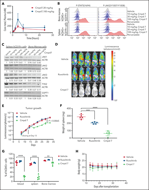 In vivo pharmacokinetics, pharmacodynamics, and efficacy studies of ruxolitinib-based PROTAC compound 7. (A) Plasma concentration of compound (Cmpd) 7 in a mouse injected intraperitoneally with a single dose. (B) Phosphoflow analysis of Cmpd 7’s effect on the JAK-STAT signaling pathway in vivo. (C) Degradation of JAK family kinases and GSPT1 by Cmpd 7 in vivo. (D-E) Cmpd 7, but not ruxolitinib, slowed leukemia growth in a patient-derived xenograft. (D) Bioluminescence imaging at day 32 after transplantation, 2 days before the end of the study. (E) Leukemia burden during the study. Cmpd 7 reduced spleen size (F) and tumor burden (G) in a patient-derived xenograft model. (H) Weight of NSG mice dosed with compounds and vehicle in an in vivo efficacy study. Xenograft of SJBALL047370 (CRLF2r/KRAS G12D/JAK2 wild type) was used in this in vivo study. **P < .01, ***P < .001, ****P < .0001.