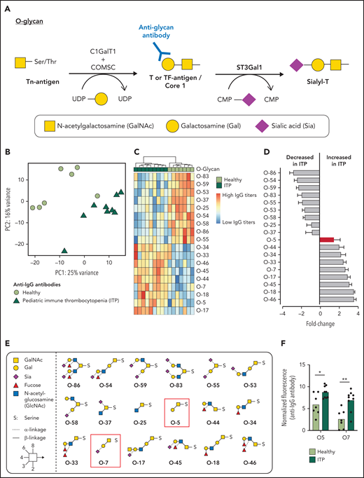 Pediatric ITP patient plasma has increased IgG antibodies against the TF antigen. (A) O-glycan Core 1 synthesis pathway. ST3Gal1 mediates sialylation and capping of the TF antigen. (B) Principal component analysis plot of IgG antibodies binding to a 95-member O-glycan array differentiating healthy plasma (lime green circles) from pediatric ITP plasma (green triangles). (C) Heat map of O-glycans that significantly contribute to separation of IgG antibody-O-glycan binding from healthy (lime green) vs pediatric (green) ITP plasma. (D) Data in panel B shown from decreasing to increasing fold change of normalized binding fluorescence intensity in ITP patient plasma. TF antigen and its sialylated form are noted as a red bar. (E) Structures of O-glycans that significantly contribute to differentiating healthy vs pediatric ITP plasma. TF-antigen (O-5) and its sialylated form (O7) is highlighted in the red box. (F) IgG antibody binding in pediatric patients with ITP to desialylated (O-5) and sialylated (-O-7) Core 1 structure (TF antigen). (F) For comparison of the 2 groups, moderated Student t tests were used to compare healthy vs ITP, and P values were adjusted by using the Benjamini-Hochberg method. *P < 0.05, **P < .01.