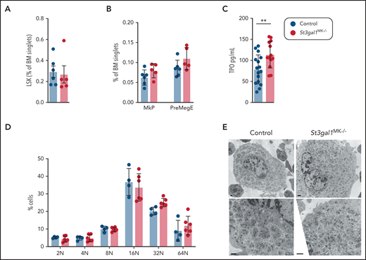 St3gal1-deficient MKs differentiate and mature normally. (A) Percentage of hematopoietic progenitors, defined as lineage negative, cKit+, and Sca-1– cells (LSK) in the BM (n = 5-6). (B) Percentage of MK progenitors MkP (Lineage–, cKit+, Sca-1–, CD150+, and CD41+ cells) and bipotent precursors, PreMegE (Lineage–, cKit+, Sca-1–, CD16/32+, CD105+, CD150– cells) in the BM (n = 5-6). (C) Plasma TPO levels determined by enzyme-linked immunosorbent assay. (D) Flow cytometric quantification of BM MK ploidy in control (blue) and ST3Gal1MK−/− (red) mice (n = 4-6). (E) Transmission electron microscopy images of MKs flushed from control and St3gal1MK−/− BMs. Scale bars, 1 μm. **P < .01.