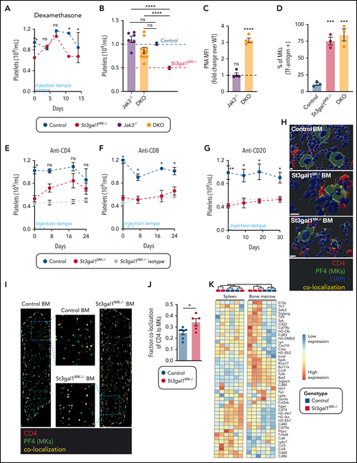 Platelet counts in St3gal1MK−/− mice are normalized by suppression of CD4+ and Jak3-dependent immune cells. ( A) Platelet count during pan–anti-inflammatory treatment using dexamethasone of St3gal1MK−/− control (blue) and St3gal1MK−/− (red) mice (n = 4). Injection tempo is indicated as a light blue line. (B) Platelet count in Jak3−/− (purple) and DKO mice (orange) (n = 6-11. Average control mice platelet count (dashed blue line, blue circle) and St3gal1MK−/− platelet count (dashed red line, red circle) shown. (C) Binding of PNA to Jak3−/− and DKO platelets as evaluated by flow cytometry. Dashed line indicates fold-change over controls (n = 4). (D) Percentage of TF antigen–positive BM MKs as determined by immunofluorescence of whole femur longitudinal sections using anti-GPIbα and anti–TF antigen antibodies (n = 3). Platelet count during antibody-mediated cell depletion treatments of control (white) and St3gal1MK−/− mice (red). Mice were treated with depleting anti-CD4 antibody (E) (n = 8-13), depleting anti-CD8 antibody (F) (n = 3), and depleting anti-CD20 antibody (G) (n = 6-8). Isotype control injections are shown in gray in panels E, F, and G; the antibody injection tempo is indicated as a light blue line. (H) Confocal microscopy of BM sections from control (bottom right) and ST3Gal1MK−/− (2 examples shown) mice. Tissues were stained for PF4 (MKs in green) and CD4 (CD4 immune cells in red). Overlap between PF4 and CD4 is colored in yellow. Scale bars, 10 μm. (I) Immunofluorescence staining of longitudinal whole femur sections from control (left) and ST3Gal1MK−/− (right) mice, and their respective selected enlargement. Tissues were stained for PF4 (MKs in green) and CD4 (CD4 immune cells in red). Overlap between PF4 and CD4 was colored in yellow. Scale bars, 100 μm. (J) Quantification of colocalization, expressed as percentage of PF4+ cells (n = 5-7). (K) A heat map of pDC-related genes expressed by sel-CD4+ spleen (left) and BM (right) cells from controls (black) and St3gal1MK−/− (red) mice. Significantly differentially expressed genes in the BM are indicated in bold. For multiple comparisons (B-D), 1-way analysis of variance with Tukey’s multiple comparison test was performed. Result displayed is comparison with wild-type control, or as indicated by horizontal lines. For comparison of 2 groups over a treatment period (A,E-G), a multiple Student t test with Holm-Šídák method correction was performed. Comparison of control vs St3gal1MK−/− in black (A,E-G). For comparison of 2 groups (panel J), a 2-tailed, unpaired Student t test was performed. *P < .05, **P < .01, ***P < .001, ****P < .0001. DAPI, 4′,6-diamidino-2-phenylindole; MFI, mean fluorescence intensity; ns, not significant.