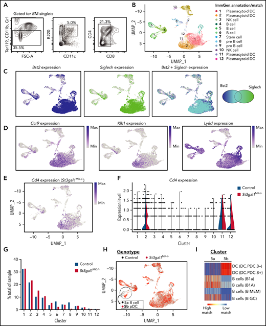 scRNAseq analysis reveals unique pDC subtypes in St3gal1MK−/− mice. (A) Flow cytometry diagram for isolating and sorting BM pDCs (Ter119–, CD11b–, Gr1–, B220+, CD11c+, and CD8–). (B) Uniform Manifold Approximation and Projection (UMAP) plot displaying clusters from isolated pDCs annotated and matched with data from ImmGen. For complete cell identity assignment see supplemental Figure 4C. (C) UMAP feature plot of Bst2 (dark blue, left panel) and Siglech (green, middle panel) show that annotated pDC clusters express transcripts for classic pDC surface markers. The overlap for both transcripts is shown in light blue (right panel), indicated by the Venn diagram. (D) UMAP feature plot of characteristic pDC genes Ccr9, Klk1, and Ly6d show that high expression concentrated in pDC clusters 1, 2, 11, and 12. (E) UMAP feature plot of Cd4 expression in St3gal1MK−/− pDCs. (F) Violin plot of Cd4 expression in control vs St3gal1MK−/− pDC clusters. (G) Quantification calculating percentage of representation in each cell cluster from control (blue) and St3gal1MK−/− (red) genotypes. (H) UMAP plots differentiating pDC clusters from respective control (black) and St3gal1MK−/− (red) genotypes. Cluster 5 can be further resolved into distinct control (5a) and St3gal1MK−/− (5b) subclusters. (I) Subclusters 5a and 5b identified as B cell and pDC-like, respectively, using the ImmGen database as a reference. FSC-A, forward side scatter area.