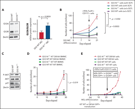 Mutated GLI3 and KIT D816V act synergistically. (A) Immunoblots of BMMCs from Gli3 WT or Gli3 Xt+/− mice stained with GLI3 antibody; relative quantification of the GLI3A/GLI3R ratio. (B) Proliferation of WBM from Gli3 WT and Gli3 Xt+/− mice and differentiation into MCs with mIL3 +/− mSCF. P-values were calculated at day 21. (C) Immunoblots of BMMCs in mIL3+mSCF, stained with P-AKT, AKT, and p21 antibodies. (D) Time-course of the proliferation of BMMCs after transduction with KIT D816V-GFP or KIT WT-GFP lentiviral vectors. (E) Proliferation of WBM from Gli3 WT and Gli3 Xt+/− mice and differentiation into MCs after transduction with KIT D816V-GFP or KIT WT-GFP vectors. Data are from 3 independent experiments. *P < .05; **P < .01; ***P < .001.