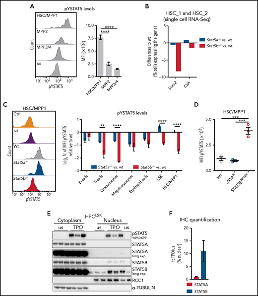 Selective STAT5B activation in HSCs drives self-renewal. (A) Flow cytometric analysis of pYSTAT5 levels in HSC subpopulations. Representative histograms of pYSTAT5 signal in WT HSC/MPP1, MPP2, and MPP3/4 20 minutes after TPO stimulation or unstimulated (us) (i) and the quantification of the MFI pYSTAT5 signal (n ≥ 5, mean ± SEM) (ii). (B) Quantification of cells expressing Socs2 or Cish in pooled HSC_1 and HSC_2 clusters (single cell RNA-Seq) of Stat5a−/− or Stat5b−/− relative to WT. (C) Flow cytometric analysis of pYSTAT5 levels in different cell types of WT, Stat5a−/−, and Stat5b−/− BM after respective stimulations for 20 minutes. (i) Representative histograms of pYSTAT5 signal of HSC/MPP1 cells after TPO stimulation; antibody isotype staining (Ctrl) and unstimulated (us) are shown as control. (ii) B220+ B and CD3+ T cells were stimulated with IL-7 and IL-2; Gr1+CD11b+ granulocytes were stimulated with GM-CSF; CD41+ megakaryocytes were stimulated with TPO; CD71+ erythroid cells were stimulated with EPO; and LSK cells and HSC/MPP1 cells were stimulated with TPO. Log2 pYSTAT5 levels of Stat5a−/− or Stat5b−/− relative to WT (n ≥ 4/genotype, mean ± SEM). (D) pYSTAT5 levels of HSCs derived from hyperactive STAT5A (cS5Ahi) or STAT5B (STAT5BN642H) transgenic mice (n = 3/genotype, mean ± SEM) determined by intracellular flow cytometry staining. (E) pSTAT5 (Y694/699), STAT5A, and STAT5B immunoblot analysis of cytoplasmic and nuclear fraction of unstimulated (us) or TPO-stimulated (20 minutes) HPCLSK WT cells (n = 3). α-TUBULIN served as loading control for the cytoplasmic fraction and RCC1 for the nuclear fraction. Representative blot of 3 independent experiments. (F) STAT5A or STAT5B IHC staining of HPCLSK WT cytospins with or without (us) 20-minute TPO stimulation. Quantification of 3 individual images per condition (1 representative cell line of 4) showing the fold change (fc) of TPO/us of percent nuclear STAT5A or STAT5B. Levels of significance were calculated using 1-way ANOVA (A,D), and using an unpaired Student t test (C). **P < .01; ***P < .001; ****P < .0001.