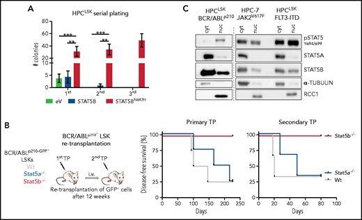Selective STAT5B activation drives the self-renewal of LSCs. (A) Colony numbers in serial plating assay of HPCLSK cells expressing empty vector (eV), STAT5B, or STAT5BN642H (n = 6/genotype, mean ± SEM). (B) BCR/ABLp210+ LSK retransplantation assay: 2 × 104 BCR/ABLp210-GFP+ FACS-sorted LSK cells were injected IV in NSG mice. Two recipients per donor were injected to use 1 for retransplantation after 13 weeks and 1 for terminal analysis. Experimental workflow (i) and survival analyses of recipients of the primary and secondary transplantation (TP, n = 4/genotype) (ii). (C) pSTAT5 (Y694/699), STAT5A, and STAT5B immunoblot analysis of cytoplasmic (cyt) and nuclear (nuc) fraction of HPC-7 cells expressing JAK2V617F and HPCLSK cells expressing FLT3-ITD or BCR/ABLp210. α-TUBULIN served as loading control for the cytoplasmic fraction and RCC1 for the nuclear fraction. A representative blot of 3 independent experiments is shown. Levels of significance were calculated using 1-way ANOVA (A). **P < .01; ***P < .001.
