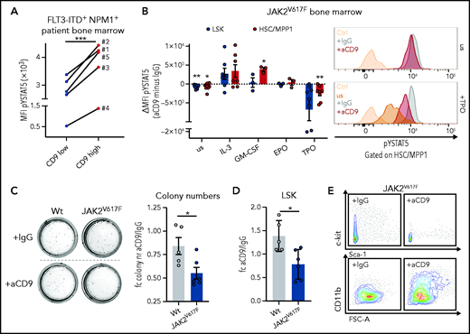 CD9 blocking affects STAT5 activation and impedes self-renewal. (A) pYSTAT5 levels determined by intracellular flow cytometry staining of CD9-low (CD9 MFI < median) and CD9-high (CD9 MFI > median) expressing FLT3-ITD+ NPM1+ patient BM cells (n = 5). (B) Flow cytometric analyses of pYSTAT5 levels in IgG- or aCD9-treated JAK2V617F BM cells after respective stimulations for 20 minutes. (i) Differences of pYSTAT5 levels (aCD9 minus IgG) (n ≥ 3/genotype, mean ± SEM). (ii) Representative histograms of pYSTAT5 signal of HSC/MPP1 cells unstimulated (us) or after TPO stimulation; antibody isotype-stained (Ctrl) cells are shown as control. (C-E) Colony formation assays of wt and JAK2V617F mouse BM cells either treated with IgG or aCD9 (5 µg/mL). (C) (i) Representative pictures of colony formation and (ii) fold change in colony numbers (n ≥ 5/genotype and condition, mean ± SEM). (D-E) Quantification of LSK cells (n ≥ 5/genotype and condition, mean ± SEM) after aCD9 or IgG treatment (D) and representative FACS plots of c-kit/Sca-1 (i) and CD11b expression in JAK2V617F cells (ii) after aCD9 or IgG treatment (E). Levels of significance were calculated using a paired Student t test (A-B), and an unpaired Student t test (C-D). *P < .05; **P < .01; ***P < .001.