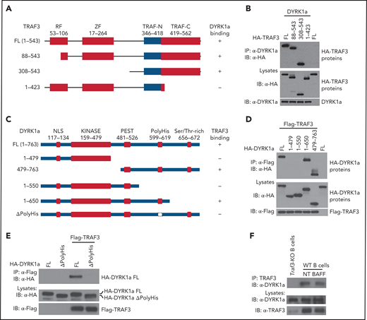 Domain-specific interaction between DYRK1a and TRAF3. (A) Schematic summary of TRAF3 and its truncation mutants, depicting the ring finger (RF), zinc finger (ZF), and TRAF (TRAF-N and TRAF-C) domains and indicating their DYRK1a-binding function based on the CoIP results from panel B. (B) CoIP analysis of DYRK1a interaction with TRAF3 mutants using whole-cell lysates of HEK293 cells transfected with the indicated expression vectors (A). Cell lysates were also subjected to direct immunoblotting to monitor expression of TRAF3 mutants and DYRK1a (B). (C) Schematic representation depicting the domains of DYRK1a and its mutants and their ability to bind TRAF3 (based on CoIP results of D and E). (D-E) CoIP analysis of TRAF3 interaction with DYRK1a mutants using whole-cell lysates of HEK293 cells transfected with the indicated expression vectors (C). Cell lysates were also subjected to direct immunoblotting to monitor expression of DYRK1a mutants and TRAF3 (D,E). (F) CoIP assays to analyze the interaction of endogenous TRAF3 and DYRK1a in nontreated (NT) or BAFF-stimulated WT B cells. Nontreated TRAF3-BKO B cells were used as negative control.