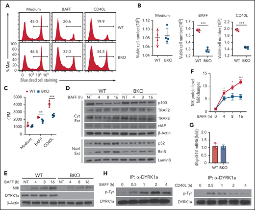 DYRK1a mediates noncanonical NF-κB activation and B-cell survival. (A-C) B cells purified from the spleen of WT and Dyrk1aBKO mice were cultured for 48 h in 96-well plate (2 × 105 cells per well), in the presence of medium control, BAFF or CD40L. The cells were subjected to flow cytometry to quantity dead and viable cell populations, presented as a representative plot (A) and summary graphs based on multiple mice (B), or proliferation assays based on 3H-thymidine incorporation (C). (D) Immunoblot analysis of the indicated proteins using cytoplasmic (Cyt) or nuclear (Nucl) extracts of BAFF-stimulated WT and Dyrk1aBKO splenic B cells. (E-F) Immunoblot analysis of the indicated proteins in whole-cell extracts of BAFF-stimulated WT and Dyrk1aBKO splenic B cells. Data are presented as a representative blot (E) and a summary graph of densitometric quantification of the NIK protein bands based on 3 independent experiments (F). NIK level was quantified as ratio to β-Actin and presented as fold to the nontreated (NT) lane (set as 1). (G) qRT-PCR analysis of Map3k14 mRNA in WT or Dyrk1aBKO splenic B cells stimulated with BAFF for 16 h. (H) DYRK1a was immunoprecipitated from BAFF- or CD40L-stimulated WT B cells and subjected to immunoblot assays using anti-phosphorylated tyrosine (p-Tyr) or DYRK1a. Summary graphs are presented as mean ± SD, and P values were determined by an unpaired, 2-tailed Student t test (B-C,F). *P < .05; **P < .01; ***P < .001.