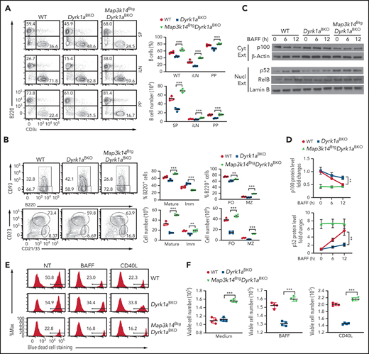 Ectopic expression of NIK rescues the defect of Dyrk1aBKO mice in peripheral B-cell development and survival. (A) Flow cytometric analyses of B220+ B cells and TCRβ+ T cells (A), immature (Imm; B220+CD93+) and mature (B220+CD93−) B cells as well as follicular (FO; B220+CD21intCD23+) and marginal zone (MZ; B220+CD21hiCD23−) B cells (B) in the spleen (SP), inguinal lymph nodes (iLN), and Peyer’s patches (PP) of wild-type, Dyrk1aBKO, and Map3k14BtgDyrk1aBKO mice (6-8 weeks old). (C-D) Immunoblot analysis of the indicated proteins in the cytoplasmic (Cyt Ext) or nuclear (Nucl Ext) extracts of wild-type, Dyrk1aBKO, and Map3k14BtgDyrk1aBKO splenic B cells stimulated with BAFF. Data are presented as a representative blot (C) and summary graphs of densitometrically quantified cytoplasmic p100 (ratio to β-Actin) and nuclear p52 (ratio to Lamin B) protein bands, presented as fold to 0 time point value (set to 1) (D). (E-F) Purified wild-type, Dyrk1aBKO, and Map3k14BtgDyrk1aBKO splenic B cells were cultured for 48 h in 96-well plates (2 × 105 cells per well) in the presence of medium control, BAFF, or CD40L and subjected to flow cytometry to quantify dead and viable cells. Data are presented as representative plots (E) and summary graphs (F). Data are representative of 3 independent experiments, and summary graphs were presented as mean ± SD with P values determined by an unpaired, 2-tailed Student t test (A-B,D,F). *P < .05; **P < .01; ***P < .001.