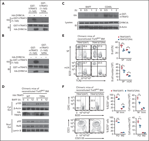 DYRK1a phosphorylates TRAF3. (A-B) In vitro kinase assays using HA-DYRK1a isolated by IP from transfected 293 cells and the indicated human (A) or murine (B) GST-TRAF3 recombinant proteins as substrates. The kinase assay membrane was subjected to IB to detect HA-DYRK1a and the GST-TRAF3 substrates. (C) In vitro kinase assays using endogenous DYRK1a isolated by IP from BAFF- or CD40L-stimulated WT B cells and murine GST-TRAF3 substrate. (D) Chimeric mice were generated by adoptively transferring Rag1−/− mice with Traf3BKO bone marrow cells transduced with expression vectors for WT TRAF3 or T29A mutant. Immunoblot was performed to analyze the indicated proteins using cytoplasmic or nuclear extracts of BAFF-stimulated splenic B cells isolated from chimeric mice of Traf3BKO bone marrow reconstituted with TRAF3 WT or T29A. (E) Flow cytometric analysis of the B220+ B cells and TCRβ+ T cells in the spleen (SP) or mesenteric lymph nodes (mLN) of the indicated chimeric mice described in panel D. (F) Flow cytometric analysis of the mature (M; B220+CD93−), immature (Imm; B220+CD93+), follicular (FO; B220+CD21intCD23+), and marginal zone (MZ; B220+CD21hiCD23−) B cells in the spleen of the indicated chimeric mice described in D. Data are presented as a representative plot, and summary graphs are mean ± SD values based on multiple mice, and P values are determined by an unpaired, 2-tailed Student t test. *P < .05; **P < .01; ***P < .001.