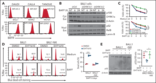 DYRK1a-NIK axis mediates B-ALL cell survival. (A) Flow cytometric analysis of BAFFR expression in human B-ALL cells. The Burkitt lymphoma cell line DAUDI was used as a negative control. (B) Immunoblot analysis of the indicated proteins in the cytoplasmic or nuclear extracts of BALL1 cells transduced with either a control nonsilencing shRNA or two different DYRK1A shRNAs and stimulated with BAFF. (C) Viable cell quantification by flow cytometry, based on SYTOX blue cell staining, of control BALL1 cells (shControl), DYRK1A-knockdown (using DYRK1A shRNA #1) BALL1 cells (shDYRK1A), or DYRK1A-knockdown BALL1 cells and transduced with the NIK expression vector (shDYRK1A + NIK), cultured in the presence of BAFF or medium control. Data are mean ± SD values combined from the mean values of 3 independent experiments. (D) Flow cytometric analysis of viable and dead cells, based on SYTOX blue cell staining, in BALL1 cells or BALL1 cells transduced with a NIK expression vector (BALL1-NIK). The cells were cultured for 8 days in the presence of BAFF or medium control along with the DYRK1a inhibitor EHT1610 (10 µM) or DMSO. The summary graph is based on 3 replicate samples of the same experiment. (E) Immunoblot analysis of p100 and its processing product p52 in BALL1 or BALL1-NIK cells cultured for 8 days in the presence (+) or absence (–) of BAFF and EHT1610. Summary graph presents p52/p100 ratio based on densitometric quantification of immunoblot protein bands in 3 independent experiments. P values are determined by an unpaired, 2-tailed Student t test (D-E) or 2-way ANOVA with Bonferroni correction (C). *P < .05; **P < .01; ***P < .001.
