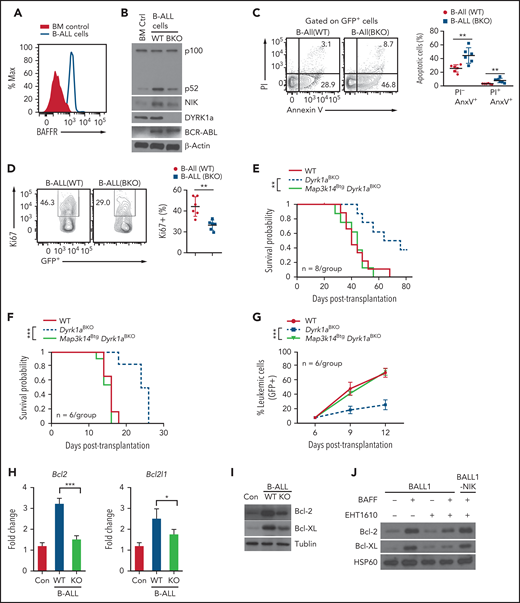 DYRK1a-NIK axis mediates B-ALL induction in a mouse model. (A) Flow cytometric analysis of BAFFR expression using either normal bone marrow control cells or B-ALL cells (GFP+) isolated from B-ALL mice generated by transplanting lethally irradiated C57BL/6 recipients with BCR-ABL-GFP–transduced WT bone marrow cells. (B,I) Immunoblot analysis of the indicated proteins in whole-cell lysates of normal bone marrow control (BM Ctrl) or GFP+ B-ALL cells freshly sorted from B-ALL mice generated using WT or Dyrk1aBKO bone marrow cells (day 40 after bone marrow transplantation). (C) Flow cytometric analysis of apoptotic cells based on annexin V and propidium iodide staining in freshly isolated WT and Dyrk1aBKO B-ALL cells (GFP+). (D) Flow cytometric analysis of proliferating cells (Ki67+) in freshly isolated WT and Dyrk1aBKO B-ALL cells (GFP+). (E) Survival curve of primary B-ALL mice generated with BCR-ABL-GFP–transduced bone marrow cells from wild-type, Dyrk1aBKO, or Map3k14BtgDyrk1aBKO mice. (F,G) Survival curve (I) and frequency of leukemic cells (GFP+) in the peripheral blood lymphocytes (J) of secondary B-ALL mice generated by transplanting sublethally irradiated C57BL/6 recipients with B-ALL cells sorted from the indicated primary B-ALL mice. (H) qRT-PCR analysis of Bcl-2 and Bcl-XL expression using either normal bone marrow control cells or B-ALL cells (GFP+) freshly isolated from B-ALL mice. (J) Immunoblot analysis of Bcl-2 and Bcl-XL in BALL1 or BALL1-NIK cells cultured for 8 days in the presence (+) or absence (–) of BAFF and EHT1610. Data are representative of 2 independent experiments. Summary graphs are mean ± SD values based on multiple mice (C-G) or triplicated samples (H), and P values are determined by an unpaired, 2-tailed Student t test (C-D,H), log-rank Mantel-Cox test (E,F), or two-way ANOVA with Bonferroni correction (G). *P < .05; **P < .01; ***P < .001.
