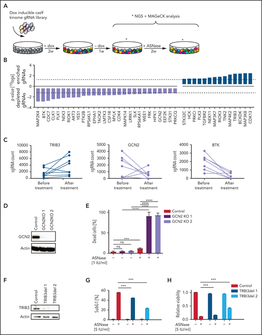 CRISPR/Cas9-based kinome screen identify modifiers of ASNase sensitivity in BCP-ALL. (A) Schematic representation of our screening strategy. Nalm6 cells were transduced stepwise with a doxycycline-inducible Cas9 and a kinome sgRNA library. Cells were cultured for 2 weeks in the presence of 2 μg/mL of doxycycline to induce Cas9 expression and 1 week in the absence of doxycycline. Then, cells were treated for 2 weeks with 5 IU/mL of ASNase, DNA was isolated and subjected to massively parallel sequencing, and results were analyzed using the MAGeCK algorithm. (B) Gene list of expressed gRNA targets that significantly modulate ASNase response, ranked by P value calculated using the MAGeCK algorithm. (C) Counts of individual gRNAs targeting TRIB3, GCN2, and BTK, respectively, before and after ASNase treatment. (D,F) Immunoblot analysis of TRIB3 or GCN2 protein expression in cells upon CRISPR/Cas9-based targeting of GCN2 or TRIB3, respectively. (E) ASNase-induced cell death as determined by quantification of cells positive for amine-reactive dyes using flow cytometry in Nalm6 WT and Nalm6 GCN2-deleted cells after a 3-day treatment with 1 IU/mL of ASNase. Each bar represents a mean of 3 independent experiments. ***P < .001; **P < .01; ***P < .05 (2-tailed, unpaired Student t test). (G) ASNase-induced cell death as determined by quantification of cells in subG1 phase using flow cytometry of Hoechst-stained cells. Bars represent mean ± standard error of the mean (SEM) of n = 3 independent experiments. ***P < .001; **P < .01; ***P < .05 (2-tailed, unpaired Student t test). (H) Cell viability as measured by MTT in Nalm6 WT, and TRIB3del cells after treatment with the indicated dose of ASNase. Bars represent mean ± SEM of n = 3 independent experiments. ***P < .001; **P < .01; ***P < .05 (2-tailed, unpaired Student t test).