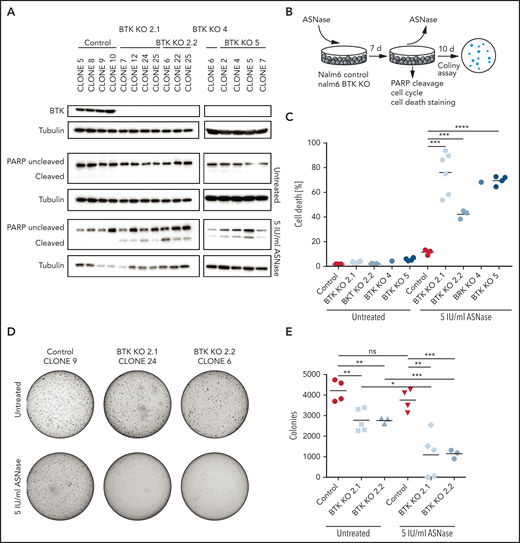 Targeted KO of BTK sensitizes BCP-ALL cell lines to ASNase. (A) Immunoblot analysis of BTK protein expression in single cell clones upon CRISPR/Cas9-based targeting of BTK and apoptosis induction as measured by immunoblot analysis of PARP in Nalm6 WT and Nalm6 BTK-deleted cells after a 7-day treatment with 5 IU/mL of ASNase. Representative blot of 3 independent experiments. (B) Schematic overview of experimental procedure. Nalm6 WT and Nalm6 BTK-deleted cells were treated with 5 IU/mL of ASNase for 7 days, followed by direct evaluation of apoptosis or recovery capacity in a clonogenic assay after washout of the ASNase. (C) ASNase-induced cell death as determined by quantification of cells positive for amine-reactive dyes using flow cytometry in Nalm6 WT and Nalm6 BTK-deleted cells after a 7-day treatment with 5 IU/mL of ASNase. Each data point represents a mean of 1 clone of 3 independent experiments. Mean of all clones is indicated by line. ***P < .001; **P < .01; ***P < .05 (2-tailed, unpaired Student t test). (D-E) Clonogenic proliferation assay of Nalm6 WT and Nalm6 BTK-deleted cells. After a 7-day treatment with 5 IU/mL of ASNase 5000 viable (trypan blue–negative) cells from each sample were seeded in soft agar. Recovery capacity was determined by quantification of colonies. Representative of 3 independent experiments. ***P < .001; **P < .01; ***P < .05 (2-tailed, unpaired Student t test).