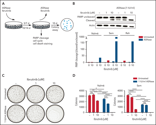 The BTK inhibitor ibrutinib potentiates ASNase-induced apoptosis. (A) Schematic overview of the experimental procedure. BCP-ALL cell lines were treated with ASNase, ibrutinib, or a combination of both for 7 days, followed by direct evaluation of apoptosis or recovery capacity in a clonogenic assay after washout of the ASNase. (B) Apoptosis induction as measured by immunoblot analysis of PARP in BCP-ALL cell lines. Nalm6, Sem, and Reh cells were treated with indicated doses of ASNase and ibrutinib. Representative of 3 independent experiments. (C-D) Clonogenic proliferation assay of Nalm6 and Sem cells. After 7 days’ treatment with indicated doses of ibrutinib and ASNase 5000 to 10 000 viable (trypan blue–negative) cells from each sample were seeded in soft agar. Recovery capacity was determined by quantification of colonies. Bars represent mean ± SEM of n = 3 replicates of 1 experiment. Representative of 3 independent experiments. ***P < .001; **P < .01; ***P < .05 (2-tailed, unpaired Student t test).