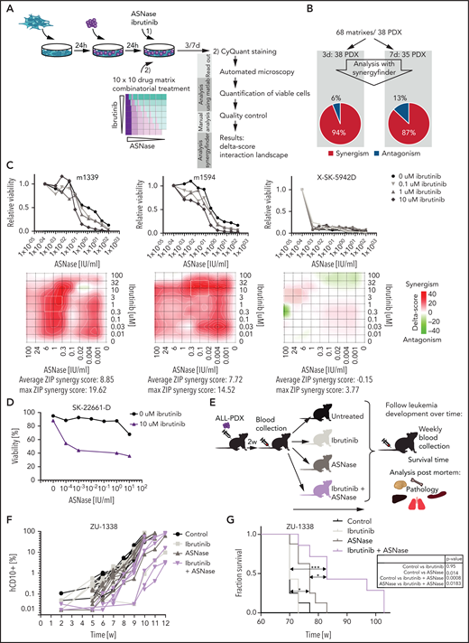 Ibrutinib synergizes with ASNase treatment in a large panel of ALL PDX ex vivo and induces a delay in leukemia development in vivo. (A) Schematic overview representing the workflow used to determine ex vivo drug responses in PDX samples. ALL-PDX samples were seeded on hTERT-immortalized mesenchymal stem cells and treated with ASNase, ibrutinib, or combinations of both. After 3 and 7 days of incubation, cell death was analyzed by automated microscopy using a live cell staining using CyQuant (synergy matrix). (B) Overview of the calculated drug interactions between ASNase and ibrutinib in the PDX samples. (C) Dose-response curves and synergy matrix plots showing δ-scores of 3 representative ALL PDX samples treated with drug matrix of ASNase and ibrutinib (upper panel). (D) ASNase-induced cell death as determined by quantification of cells positive for amine-reactive dyes using flow cytometry in a primary refractory ALL patient sample. Cells were seeded on hTERT-immortalized mesenchymal stem cells and treated with indicated doses of ASNase in the presence or absence of 10 μM of ibrutinib. (E) Schematic overview of the experimental procedure. NSG mice were engrafted with 2 ALL-PDX 2 weeks before start of treatment with vehicle, 300 IU/kg of ASNase (days 1, 4, and 7), 25 mg/kg of ibrutinib (days 1 to 9), or a combination of both. Leukemia development was followed over time by weekly determination of the percentage of human CD10+, CD45+, and CD19+ cells in the blood. Postmortem, histological analysis of organs was executed. (F) Leukemia development as determined by percentage of human CD10 cells detected by flow cytometry in peripheral blood samples of mice treated with ibrutinib, ASNase, or a combination of both. Lines represent percentage of human CD10+ cells in 1 mouse. (G) Survival analysis of mice of different treatment groups. ***P < .001; **P < .01; ***P < .05 (log-rank (Mantel-Cox) test).