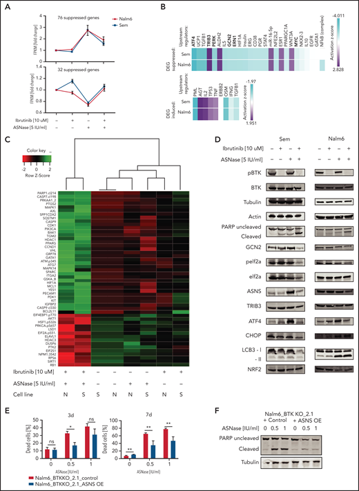 BTK signaling intersects with the amino acid stress response pathway. (A) Fold induction of fragments per kilobase million (FPKM) values of RNA expression of genes upregulated (upper panel) or downregulated (lower panel) in response to ASNase treatment while suppressed (upper panel) or induced (lower panel) when combined with ibrutinib. RNA expression in Nalm6 and Sem cells treated with ASNase, ibrutinib, or a combination of both was determined by RNA sequencing. (B) Upstream regulators of gene products identified in panel (A) determined by Ingenuity software. (C) Protein expression in Nalm6 and Sem cells treated with ASNase, ibrutinib, or a combination of both as determined by RPPA. Quantified protein expression levels from treated samples were normalized relative to untreated samples and subjected to principal component analysis. The top 50 proteins that contributed most to the difference between the treatments (PC1) were selected, and unsupervised hierarchical clustering with Ward’s linkage was applied. (D) Immunoblot analysis of protein expression. Nalm6 and Sem cells were treated for 72 hours (Sem) or 96 hours (Nalm6) with indicated doses of ASNase and ibrutinib. Representative of 3 independent experiments is shown. (E) Cell death determined by quantification of cells positive for amine-reactive dyes using flow cytometry. Nalm6 BTK KO control cells or cells made to express an ASNS transgene were treated with indicated doses of ASNase. Each bar represents a mean of 3 independent experiments. ***P < .001; **P < .01; ***P < .05 (2-tailed, unpaired Student t test). (F) Apoptosis induction, measured by immunoblot analysis of PARP in Nalm6 BTK KO control cells or cells with ASNS overexpression. Cells were treated with indicated doses of ASNase. A representative of 3 independent experiments is shown.