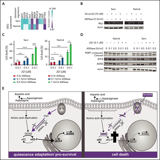 Loss of BTK potentiates ASNase-induced apoptosis by repression of GCN2 activity mediated by c-Myc. (A) Upstream regulators of genes differentially expressed in Nalm6 and Sem treated with ASNase alone vs treatment with ASNase and ibrutinib, determined by Ingenuity software. (B) Immunoblot analysis of c-Myc protein expression. Nalm6 and Sem cells were treated for 72 hours (Sem) or 96 hours (Nalm6) with indicated doses of ASNase and ibrutinib. (C) Cell death determined by quantification of cells positive for amine-reactive dyes using flow cytometry. Nalm6 and Sem cells were treated with indicated doses of JQ1 and/or ASNase for 3 days (Sem) or 6 days (Nalm6). Each bar represents a mean of 3 independent experiments. ***P < .001; **P < .01; ***P < .05 (2-tailed, unpaired Student t test). (D) Immunoblot analysis of PARP, ATF4, ASNS, and actin. Nalm6 and Sem cells were treated for 72 hours with indicated doses of ASNase and JQ1. (E) Working model explaining the synergistic interaction of BTK inhibition and ASNase treatment. In response to ASNase treatment, cells upregulate the AAR pathway via GCN2 to adapt to nutrient stress. BTK inhibition renders cells incapable of activating c-Myc, thus preventing activation of the GCN2-ATF4 axis. As a consequence, cells cannot mount an appropriate amino acid stress response and eventually die.