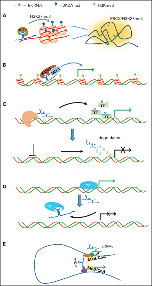 Schematic illustration of the potential mechanisms by which lncRNAs regulate chromatin structure and gene transcription. (A) Scaffold: lncRNA acts as a scaffold to orchestrate active or repressive chromatin (eg, PRC2 complex and H3K27me3 in Xi) over a large distance. (B) Recruitment/guide: lncRNA acts a mediator to recruit and guide the coactivator complex to enhancer/promoter for gene transcription. (C) Stabilization: lncRNAs produced in proximity of gene specifically associate with TFs or cofactors to facilitate gene transcription (upper panel). Depletion of lncRNA (dashed line) leads to degradation of TFs and cofactors, resulting in transcription silencing (lower panel). (D) Decoy: lncRNA acts as molecular decoy that dissociates promoter-bound TFs from the gene, leading to transcriptional inhibition. (E) Bridge: lncRNA or nearby enhancer-produced eRNA binds to and stabilizes the enhancer and promoter loop, leading to transcriptional activation. CoA, coactivator; Med, mediator.