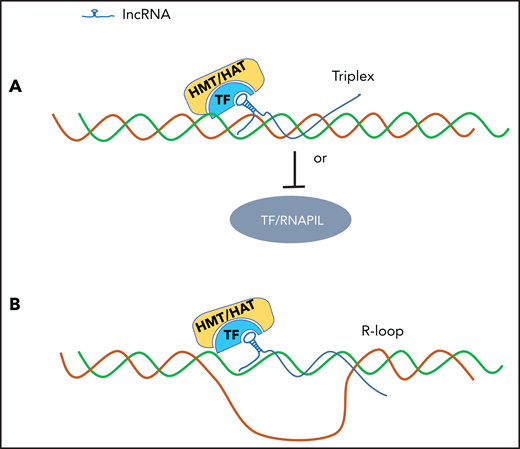 LncRNA binds and accesses the regulator DNA elements by triplex or R-loop mechanism. (A) LncRNA forms a triple helix structure via a Hoogsteen base pair mechanism to access genomic DNA regulatory elements. (B) lncRNA forms an R-loop structure with the genomic DNA regulatory elements.