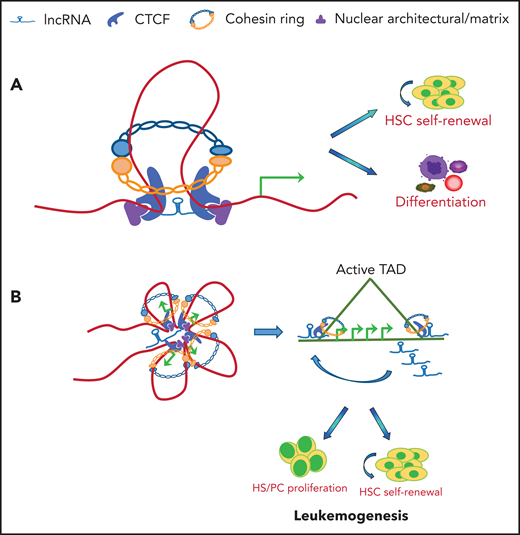 Schematic illustration of lncRNA involved in CTCF/cohesin-mediated chromatin interaction and genome topology. (A) CTCF and cohesin are frequently localized at enhancers and promoters in the genome. lncRNAs may tether and stabilize CTCF/cohesin-mediated enhancer/promoter communication by forming chromosomal loops, which lead to activation of genes required for HSC self-renewal or lineage commitment and differentiation. (B) lncRNA may coordinate with CTCF/cohesin complexes to form TAD domains in hematopoietic/AML genome. In both cases, chromatin organization results in systematic changes in gene regulatory networks and transcription programs that contribute to the promotion of hematopoietic lineage differentiation or blockage of lineage differentiation and leukemogenesis.