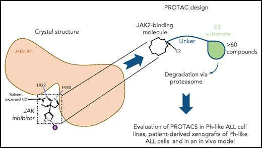 Structure-based design of novel JAK2 degraders. Guided by the novel crystal structures of JAK2 kinase domain bound to type I JAK1/JAK2 inhibitors ruxolitinib and baricitinib, PROTACs were designed by modifying these JAK2 type I ATP competitor inhibitors with a linker and pomalidomide or thalidomide known to mediate PROTAC-based degradation. The structures established that the C2 carbon of the pyrimidine ring present in both inhibitors is solvent exposed allowing attachment of the linker without impairing kinase binding. Furthermore, 2 N atoms of the pyrimidine ring mediate hydrogen bonding interactions with the L932 and E930 residues, in the hinge between the N- and the C-terminal lobes of JAK2 kinase domain. Specificity, degradation of target molecules, and efficacy were assessed in vitro in cell lines and in patient-derived xenografts of Ph-like ALL cells and in an in vivo model using Ph-like ALL cells from a CRLF2 rearranged and JAK2 nonmutated Ph+-ALL patient.
