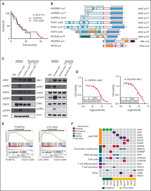 Cytotoxic CTCLs harbor targetable mutations that activate the JAK-STAT pathway. (A) Survival curves for PCAETCL and CTCL-NOS were generated and analyzed with Log-rank (Mantel-Cox) test. (B) Summary of all fusions and their known domains. *Transcripts detected by the Archer assay. The rest were identified by WGS and/or RNA-Seq. Breakpoints are denoted with bold, black junctions. Clathrin BD, Clathrin binding domain; DNA BD, DNA binding domain; Protein BD, binding domain; NES, nuclear export signaling domain; TET, tetramerization domain. (C) Western blots of pathway targets in CAPRIN1-JAK2 and SELENOI-ABL1–expressing Ba/F3. Cells were transduced with novel fusion genes or wild-type kinase controls and treated with either vehicle or indicated drug for indicated times. Antibodies used against JAK2 (#3230), pJAK2 (#3771), cABL (#2862), pABL (#2868), STAT3 (#9139), pSTAT3 (#9145), STAT5 (#94205), pSTAT5 (#4322), CRKL (#38710), and pCRKL (#3181) were obtained from Cell Signaling Technology. (D) Cell viability assay to determine IC50 values of ruxolitinib and imatinib in CAPRIN1-JAK2-expressing Ba/F3 and SELENOI-ABL1–expressing Ba/F3, respectively. We cultured 0.1 × 106 cells per mL with inhibitors or vehicle in a 384-well plate. After 48 hours, Cell-titer Glo (CTG) luminescent reagent (Promega) was added. Luminescence was read by EnVision Multilabel Reader (PerkinElmer). Each data point was quantified in quadruplicate. Cell line experiments were repeated at least in triplicate. Dose response curves were generated with GraphPad. (E) Gene set enrichment analysis of Molecular Signatures Database Hallmark IL-6–mediated JAK-STAT signaling in PCAETCL compared with unstimulated (unstim) CD8+ T cells and CTCL-NOS compared with unstimulated CD8+ T cells. P values were .005 and .00001, respectively. (F) Oncoplot of PCAETCL and CTCL-NOS. Fusion events were called using STAR-Fusion19 and confirmed via manual inspection of sequencing data. Splice site, frameshift, or nonsense mutations were called as damaging mutations in known tumor suppressors. Hotspot mutations were recurrent amino acid alterations. Copy number deletions for focal deletion (<5 Mb). DMSO, dimethyl sulfoxide; ENTH, epsin N-terminal homology domain; HetDel, heterozygous copy number deletion; HomDel, biallelic deletions; WT, wild type.