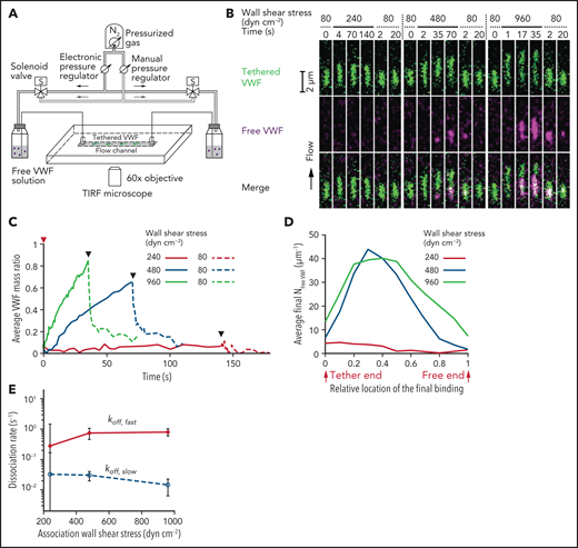 Association of VWF in flow to tethered VWF. (A) Schematic of total internal reflection fluorescence (TIRF) microscopy with air pressure-actuated flow. (B) Dual-color fluorescence images showing the extension and relaxation of a representative tethered Alexa Fluor 488–labeled VWF molecule and the binding and dissociation of Alexa Fluor 647–labeled VWF in flow at the indicated wall shear stresses. (C) Average time course of free VWF association to single tethered VWF concatemers. The y-axis is the mass ratio of bound VWF:tethered VWF. The red triangle marks the increase in flow from 80 dyn cm−2 to the shear rate keyed by color, and black triangles mark resumption of flow at 80 dyn cm−2. (D) Profile of final VWF binding density at relative locations along individual tethered VWF concatemers. NfreeVWF is the monomer number of bound VWF. (E) Dissociation rate at 80 dyn cm−2 of VWF that had been bound at different wall shear stresses. Dissociation in (panel C) was fit to a double exponential function RfreeVWF(t) =RfreeVWF,fast ⋅ exp(−koff,fast⋅t) + RfreeVWF,slow⋅exp(−koff,slow⋅t). In panels C-E, binding of free VWF (10 μg mL−1) was measured on 93 tethered VWF molecules. The average end-to-end distance of these VWF molecules was 3.6 ± 1.1 μm at 960 dyn cm−2, and they contained 149 ± 32 monomers based on integrated fluorescence intensity.