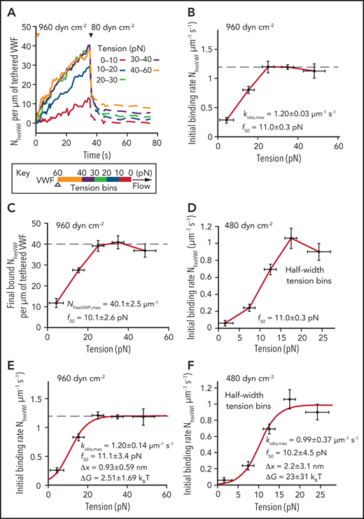 Tension-regulated VWF self-association. (A) Average time course of VWF (10 μg mL−1) binding to single tethered VWF concatemers at 960 dyn cm−2. Curves show association (solid lines) and dissociation (dashed lines) at 80 dyn cm−2 and are color coded by tension bin as shown in the key (the triangle shows the tether point). Data are averaged from 62 tethered VWF molecules used in Figure 1C-E that are large enough to include a 40-to-60 pN tension bin at 960 dyn cm−2. (B) Initial VWF binding rate and (C) final bound density of VWF from data in panel A. In panels B and C, the maximum binding rate and total binding density are estimated as the average of the values in the 20-to-30 and 30-to-40 pN bins. The force at half-maximal binding, f50, was determined as the intercept of the half maxima with the lines drawn through the data points on either side of the half maxima. (D) Initial binding rate of VWF (10 μg mL−1) at 480 dyn cm−2 using smaller (5 pN) tension bins. In panels B-D, red lines connect neighboring points. (E-F) Fits of the data in panels B and D to a 2-state model (red lines) in which the observed initial binding rate kobs=kobs,max/(1+exp ((ΔG-f·Δx)/kBT)), where kobs,max is the maximum observed initial binding rate, ΔG is the free energy difference between the 2 states (fast binding and slow or no binding), and Δx is the displacement along the force f direction between the 2 states. Data in panels A-F are from the same set of tethered VWF concatemers. In panels B-D, error bars represent standard deviation. In panels E-F, error bars represent standard deviation for tension and 95% confidence intervals for the other variables.