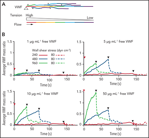 VWF self-association kinetics as a function of free VWF concentration and shear stress. (A) Scheme for VWF self-association. Top: A primary VWF molecule tethered on the substrate at the large open triangle is shown with secondary VWF molecules tethered at small closed triangles. Bottom: Key for the tension within each VWF molecule. (B) Average time course of VWF self-association after wall shear stress increase from 80 to 240, 480, or 960 dyn cm−2 (red arrows) and then decrease to 80 dyn cm−2 (black arrows) with 1, 5, 10, or 50 μg mL−1 free VWF. Different sets of tethered VWF molecules (in independent flow channels) were measured for each free VWF concentration; at each free VWF concentration, the same set of tethered VWF molecules was measured at each shear stress. Data were from 67, 70, 93, and 57 VWF molecules for 1, 5, 10, and 50 μg mL−1 free VWF, respectively. Data for 10 μg mL−1 free VWF are the same as in Figure 1C. Flow pattern, imaging exposure time, and frame rates are described in supplemental Tables 1 and 2.